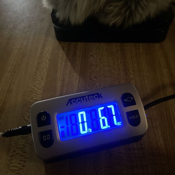 Ty Classic Lyric Cat Plush Gray White Long Hair Kitten 14” 2005 Soft Cuddly Toy - Picture 15 of 15